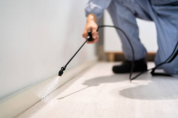 Licensed Wasp Control service in New London, IA - Nex Pest Control